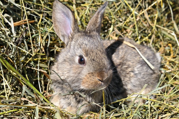 Кролик на фоне сухой травы