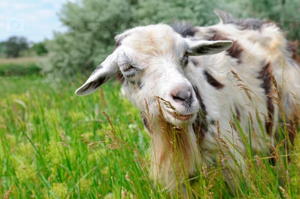 Домашние козы пасутся на пастбище