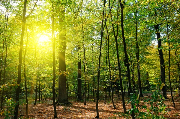Осенний лес, желтые листья и закат