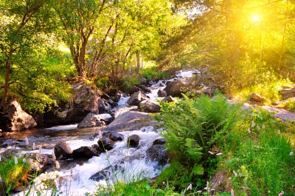 Горная река, лес и яркое солнце