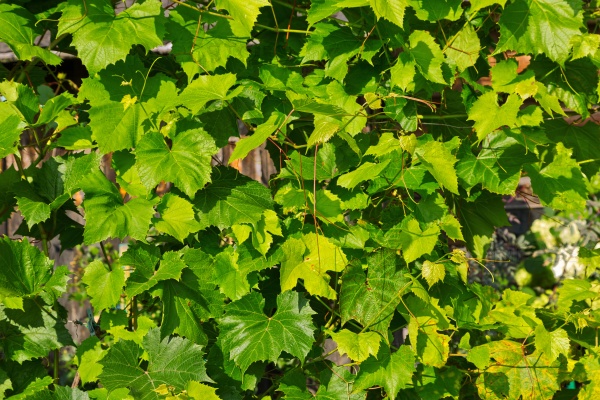 Молодые виноградные листья фон