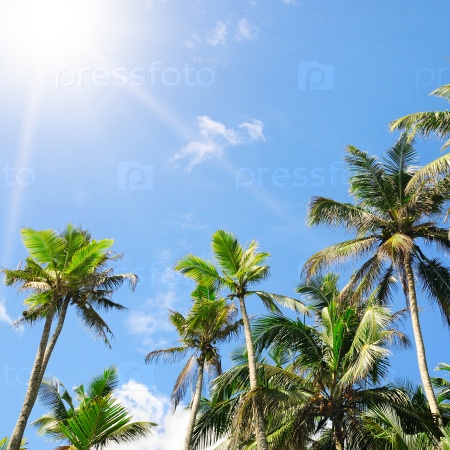Пальмы на фоне голубого неба