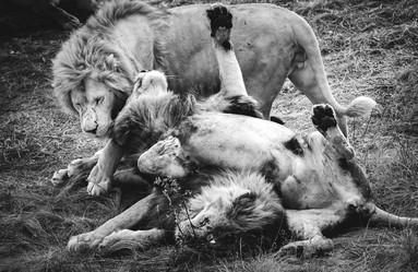 Similar image 13325252