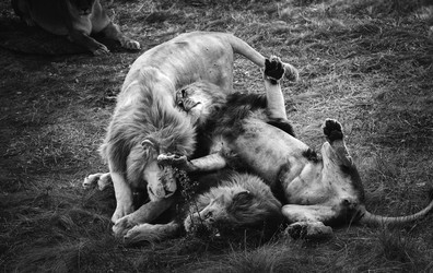 Similar image 13325253