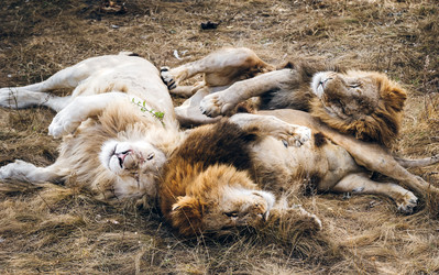 Similar image 13325265