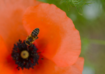 Similar image 14870495