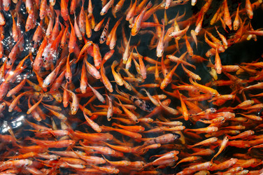 Similar image 14509656