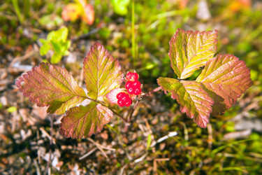 Similar image 14987444