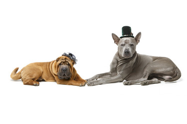 Similar image 14867337