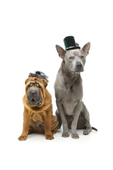 Similar image 14870043