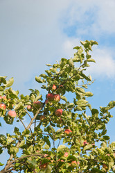 Similar image 15919747