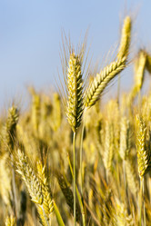 Similar image 16222015