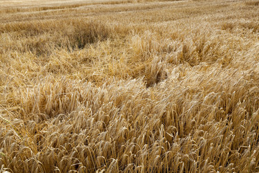 Similar image 16222029