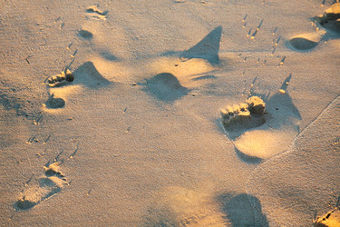 Similar image 16223794