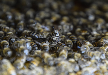 Similar image 16263215