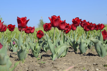 Similar image 16222500