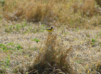 Similar image 16222474