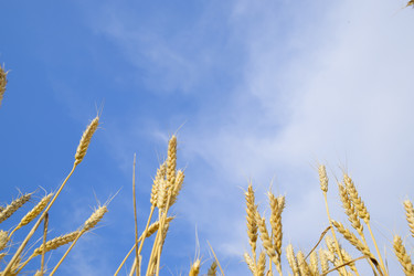 Similar image 16222502