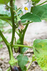 Similar image 16223788