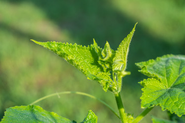 Similar image 15927602