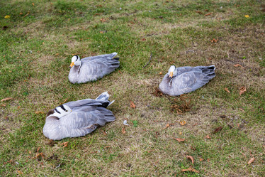 Similar image 16112143