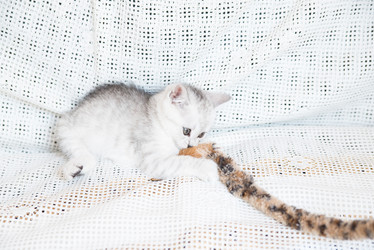 Similar image 15927009