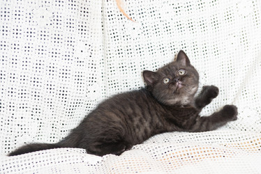 Similar image 15926882