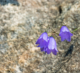 Similar image 16120399