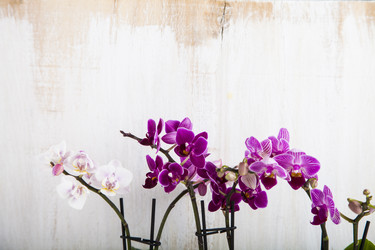 Similar image 16155744