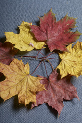 Similar image 16334113