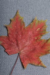 Similar image 16336753