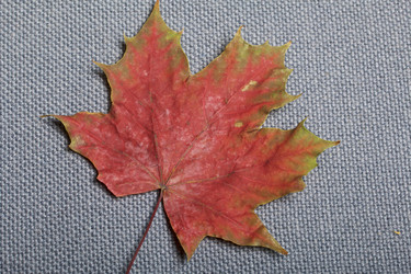 Similar image 16336783