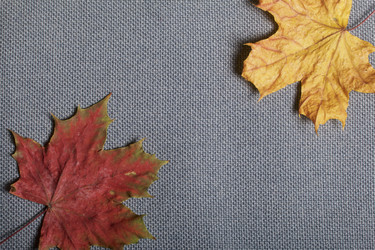 Similar image 16338252