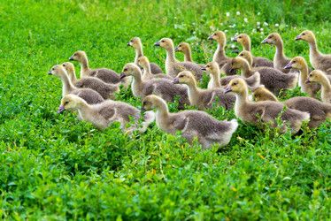 Similar image 16220883