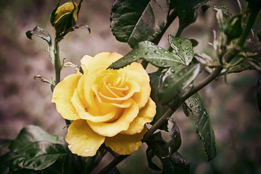 Similar image 15924454