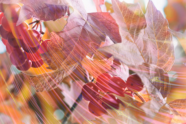 Similar image 15924479