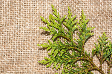 Similar image 16263418