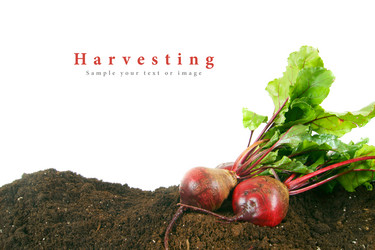 Similar image 15906276