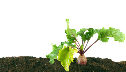 Similar image 15906300