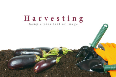 Similar image 15905647