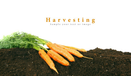 Similar image 15906308