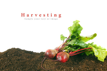 Similar image 15906579