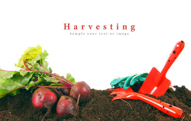 Similar image 15904432