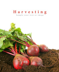 Similar image 15909746