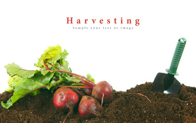 Similar image 15910490