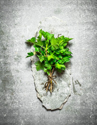 Similar image 15906974