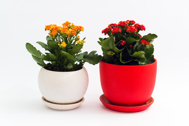 Similar image 16220893