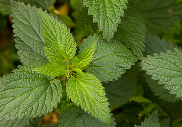 Similar image 16571940