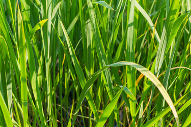 Similar image 16571960