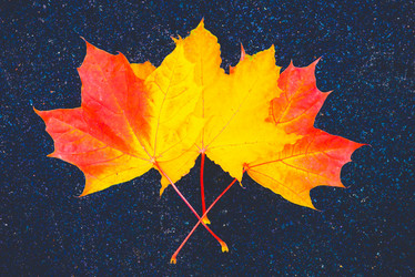 Similar image 16222352